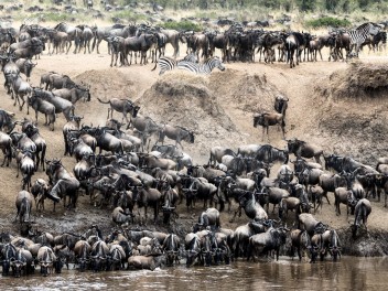 Kenia la Gran Migración