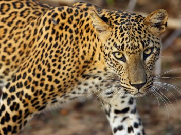 Sri Lanka, perla de Oriente