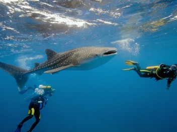 Best of Maldives y Meemu