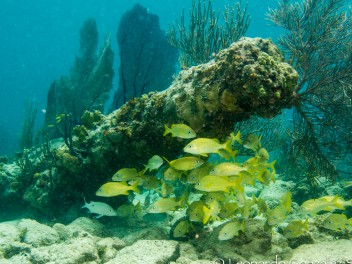 Buceo en Yucatán