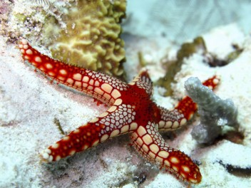 Buceo en Sipadán