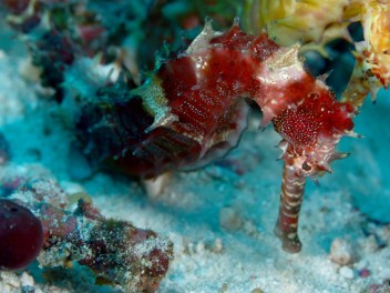 Borneo y Sipadan