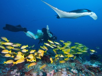 Buceo en Mozambique