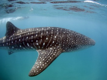 Mozambique y Kruger
