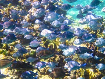 Buceo en cráteres y Caribe