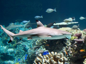 Buceo en Coiba