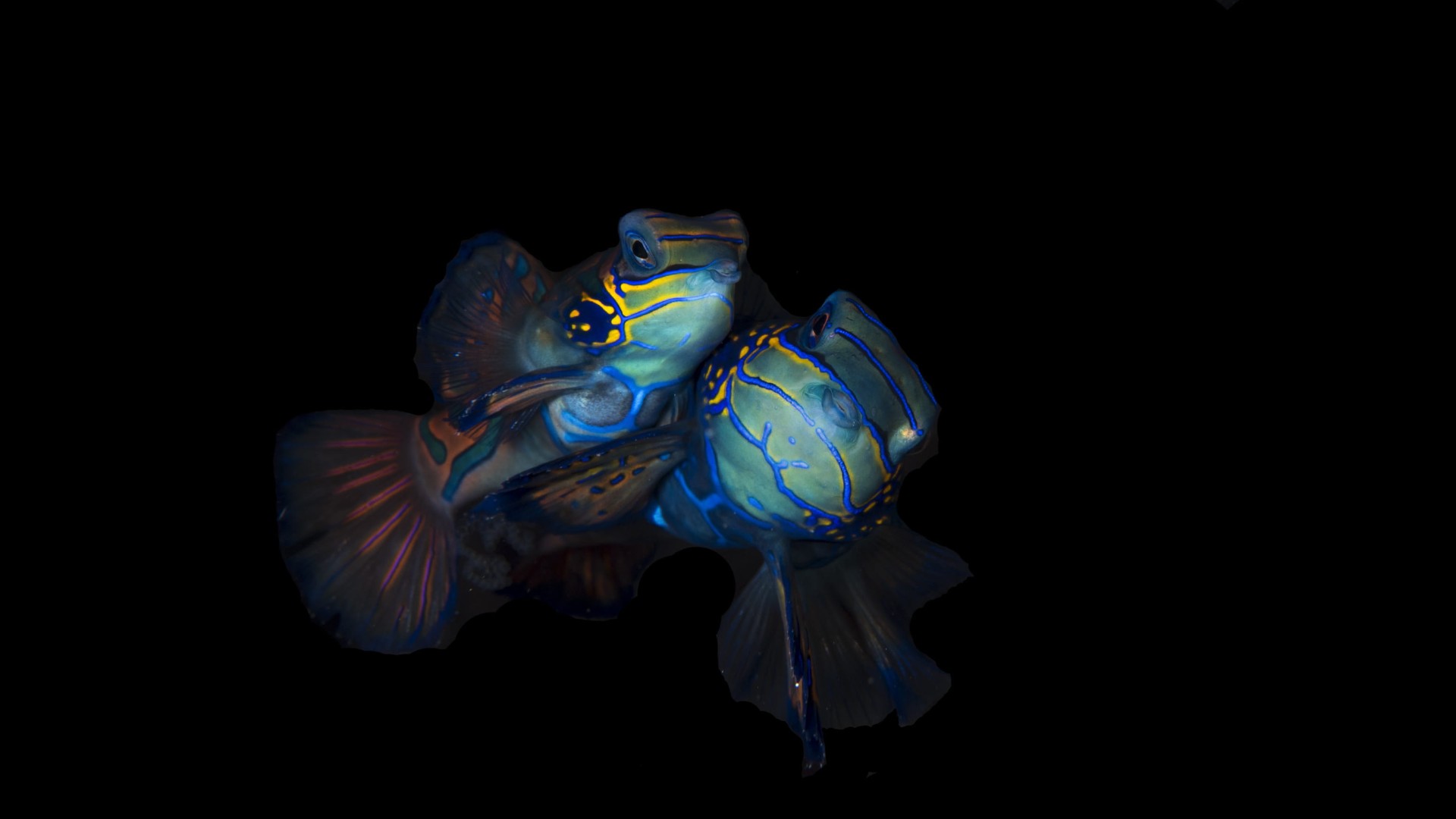 Big Fish Tour