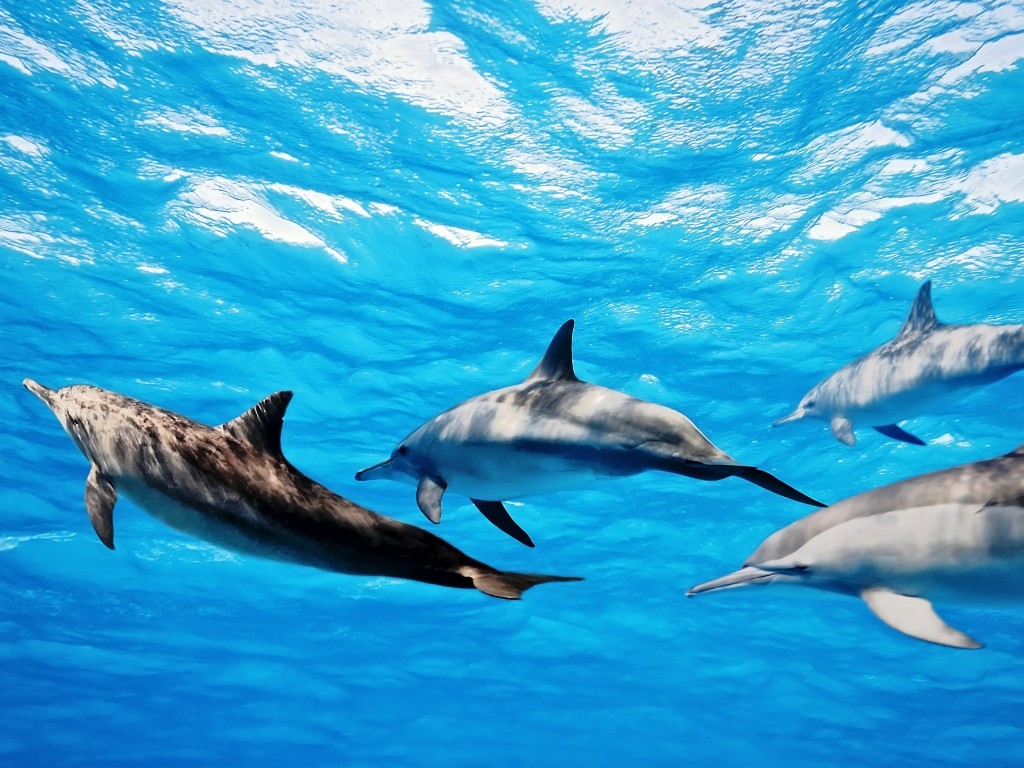 Buceo Safari