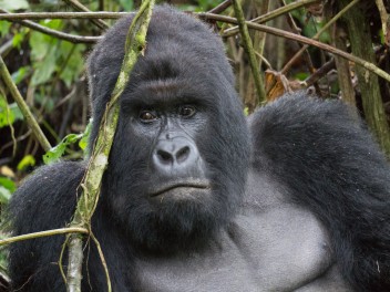 Lo mejor de Uganda