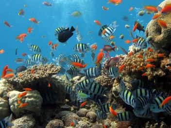 Vietnam e Islas Cham
