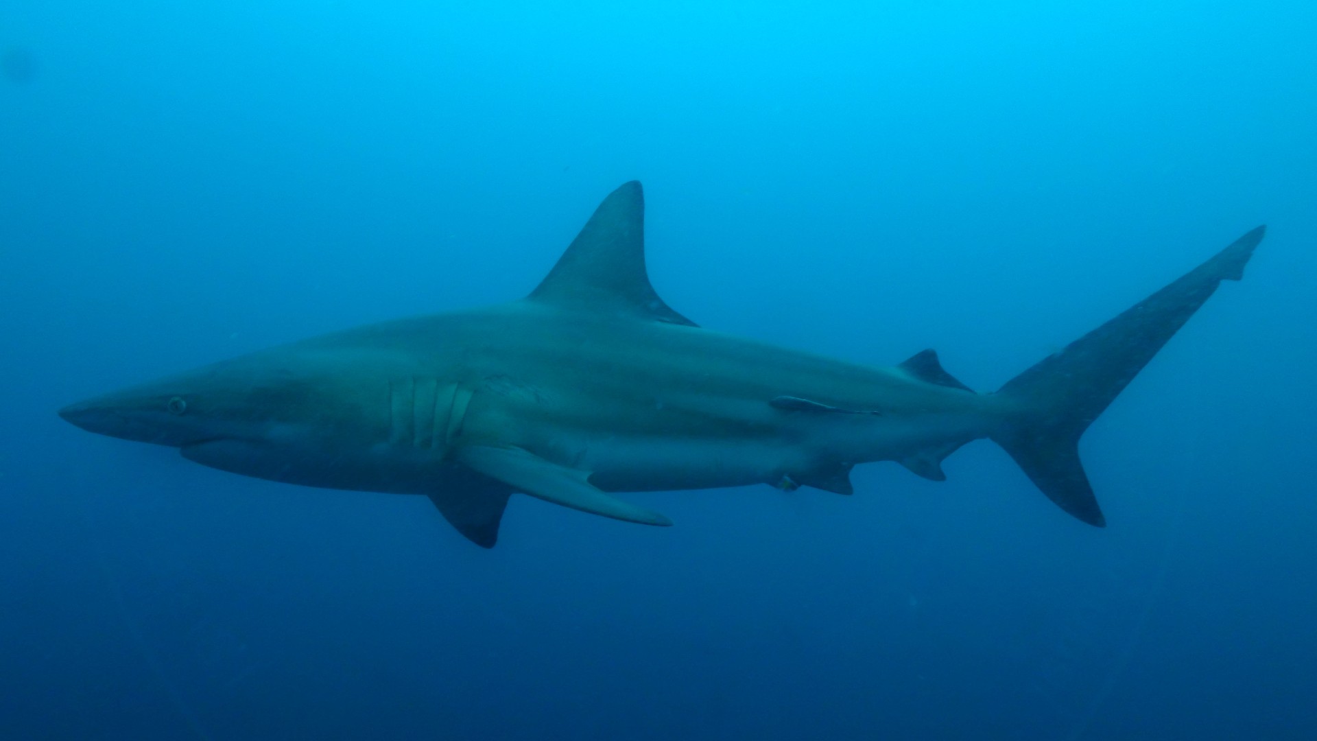 Sharks & Rhinos 26