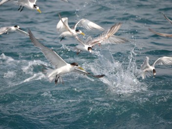 Sardine Run