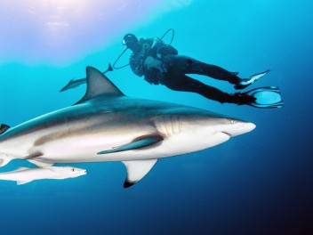 Sharks & Rhinos